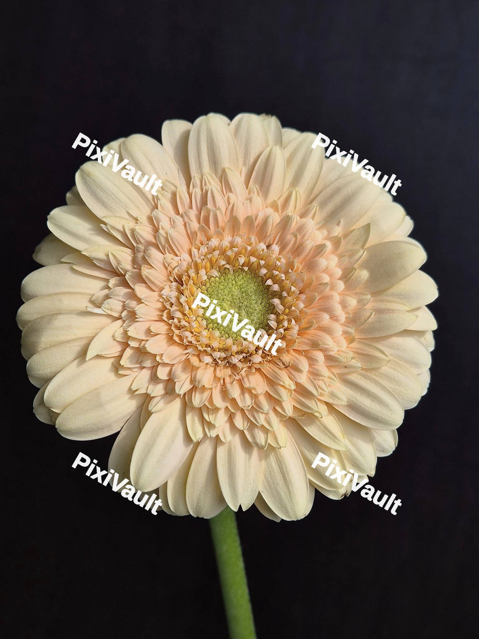 Salmon Gerbera Flower